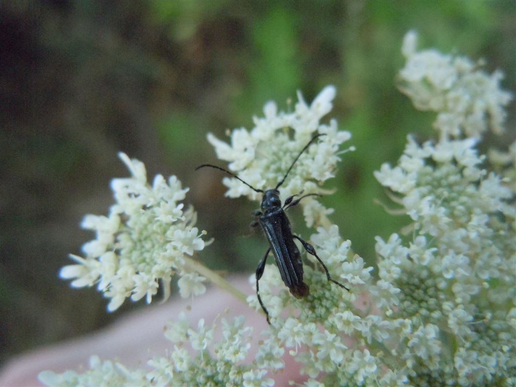 Oedemeridae? No. Stenopterus ater  (Cerambycidae)